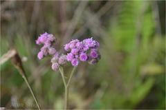 Cyathocline purpurea